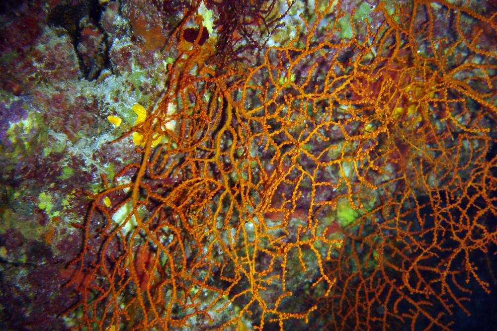 DSC09747 copie.JPG