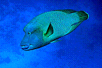 DSC09778 copie.jpg