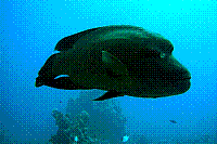 DSC09804 copie.JPG