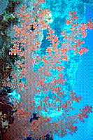DSC09868 copie.JPG