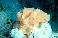DSC09874 copie.JPG