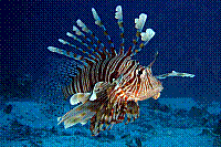 DSC09445 copie.JPG