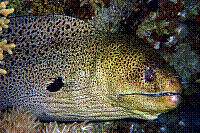 DSC09465 copie.JPG