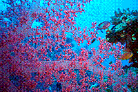 DSC09527 copie.JPG