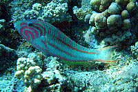 DSC09549 copie.jpg