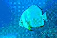 DSC09568 copie.jpg