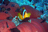 DSC09572 copie.JPG