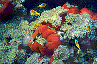 DSC09596 copie.JPG