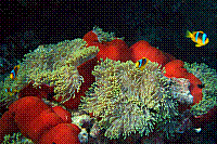 DSC09597 copie.JPG