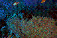 DSC09610 copie.JPG