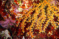 DSC09644 copie.JPG