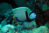 DSC09653 copie.JPG