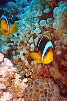 DSC09666 copie.JPG