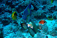 DSC09678 copie.JPG