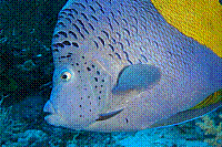 DSC09682 copie.JPG
