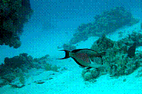 DSC09695 copie.JPG
