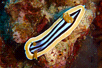 DSC09710 copie.JPG