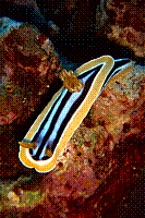 DSC09713 copie.jpg