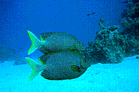 DSC09739 copie.JPG