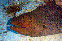 DSC09450 copie.JPG