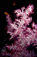 DSC09482 copie.JPG