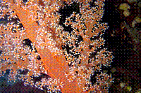 DSC09493 copie.JPG