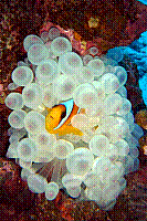 DSC09561 copie.JPG