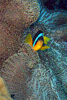 DSC09580 copie.JPG