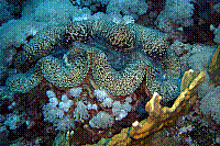 DSC09584 copie.JPG