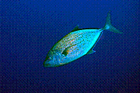 DSC09657 copie.JPG
