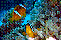 DSC09665 copie.JPG