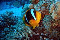 DSC09667 copie.JPG