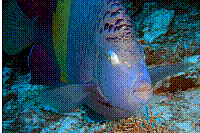 DSC09681 copie.jpg