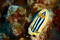 DSC09711 copie.JPG