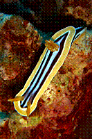 DSC09712 copie.JPG