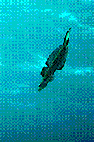 DSC09732 copie.JPG