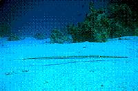 DSC09738 copie.JPG