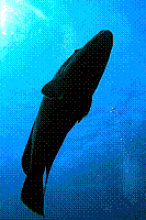 DSC09745 copie.JPG