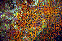 DSC09747 copie.JPG