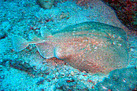 DSC09823 copie.JPG