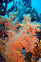DSC09842 copie.JPG