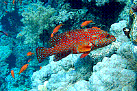 DSC09870 copie.JPG