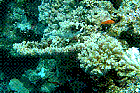 DSC09878 copie.JPG