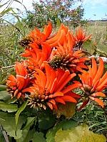 TULIPIER 1.jpg