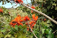 TULIPIER 2.jpg