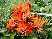 TULIPIER.jpg