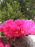 IMG_0133.jpg