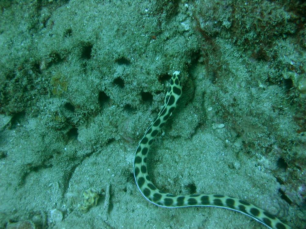 IMG_1274 copie.jpg