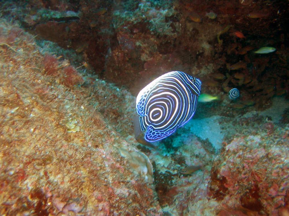 IMG_1326 copie.jpg