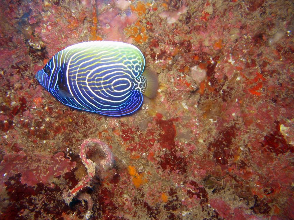 IMG_1354 copie.jpg